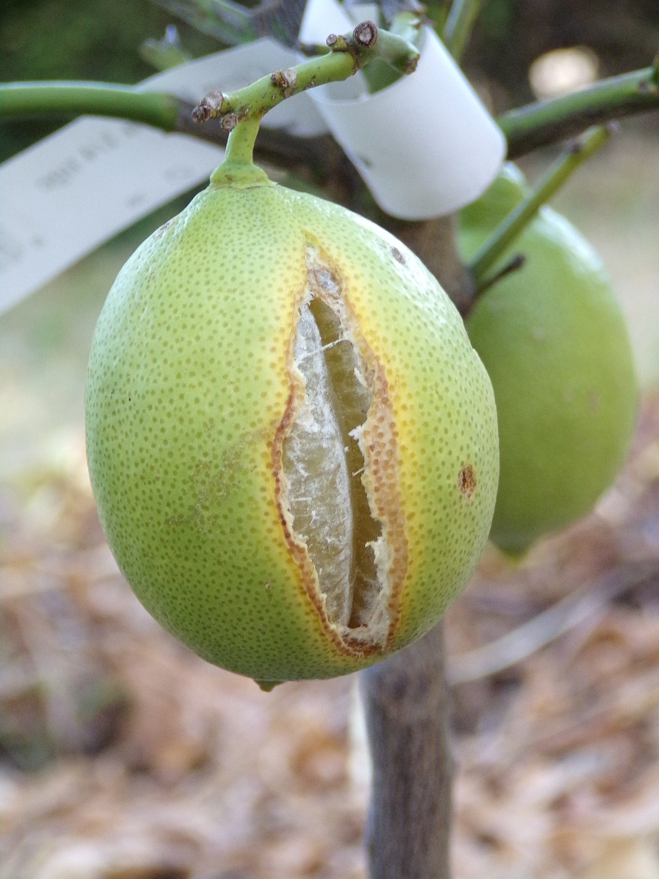 lemon  fruit  citrus free photo