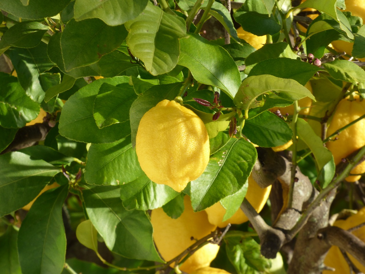 lemon  tree  fruit free photo