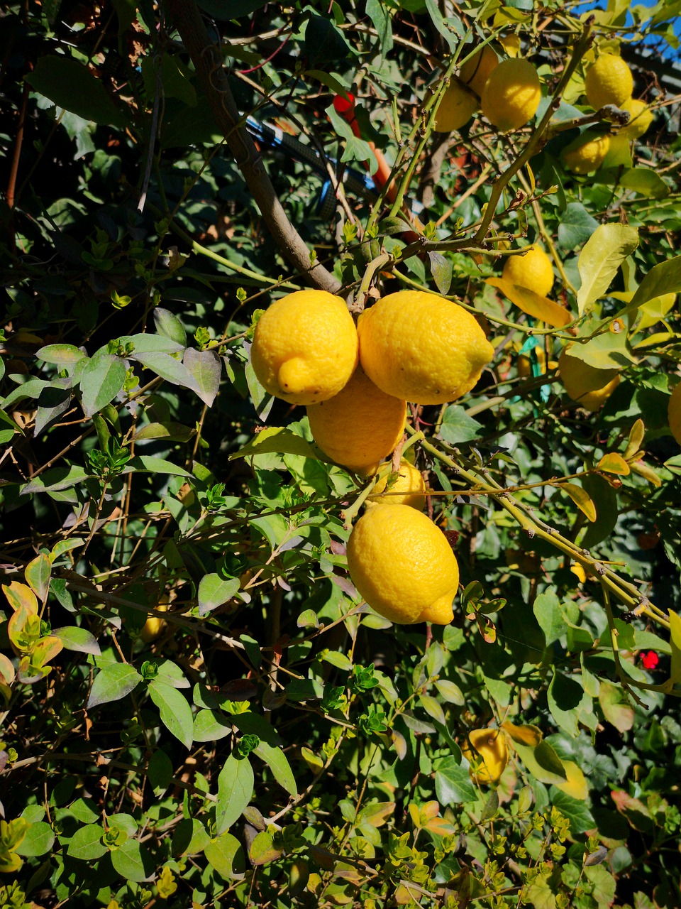 lemon  citrus  fruit free photo