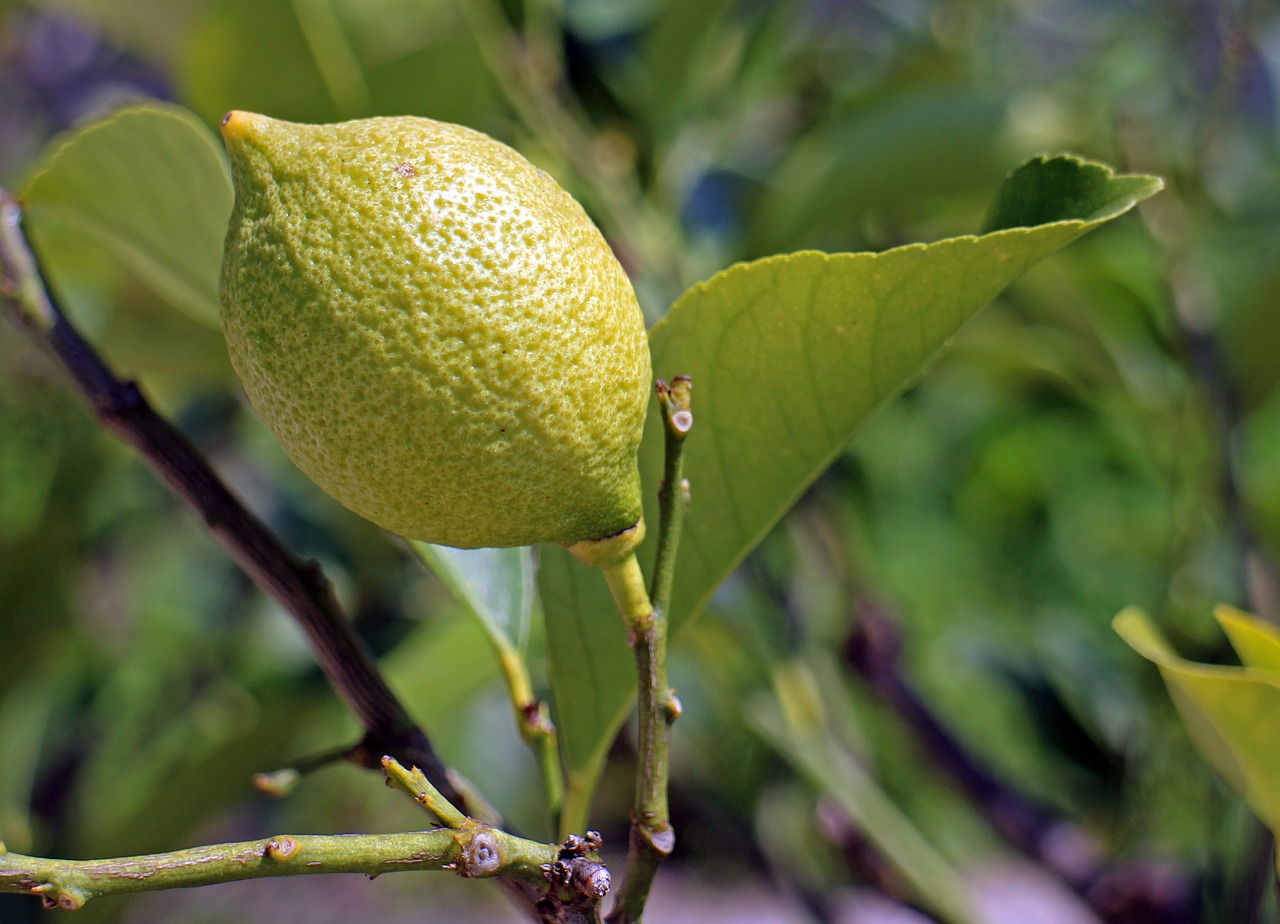 lemon limone tree fruit free photo