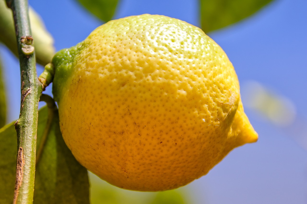 lemon  citrus  fruit free photo