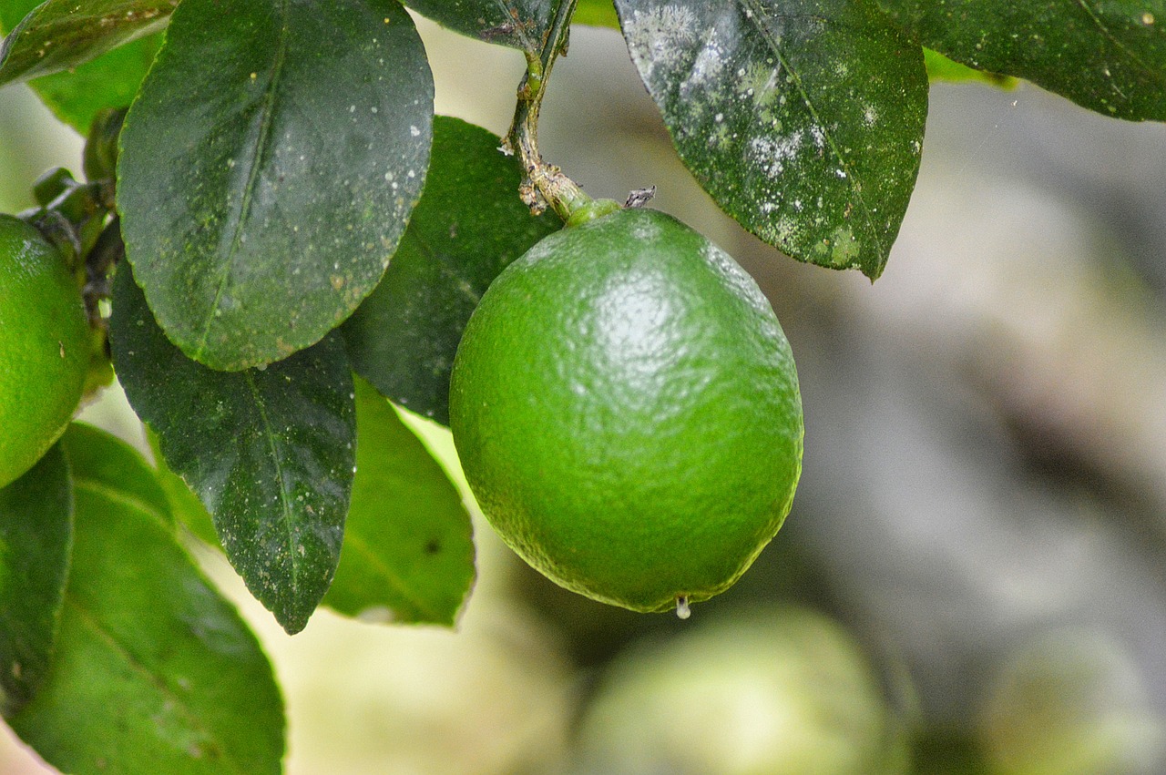 lemon  leaf  fruit free photo