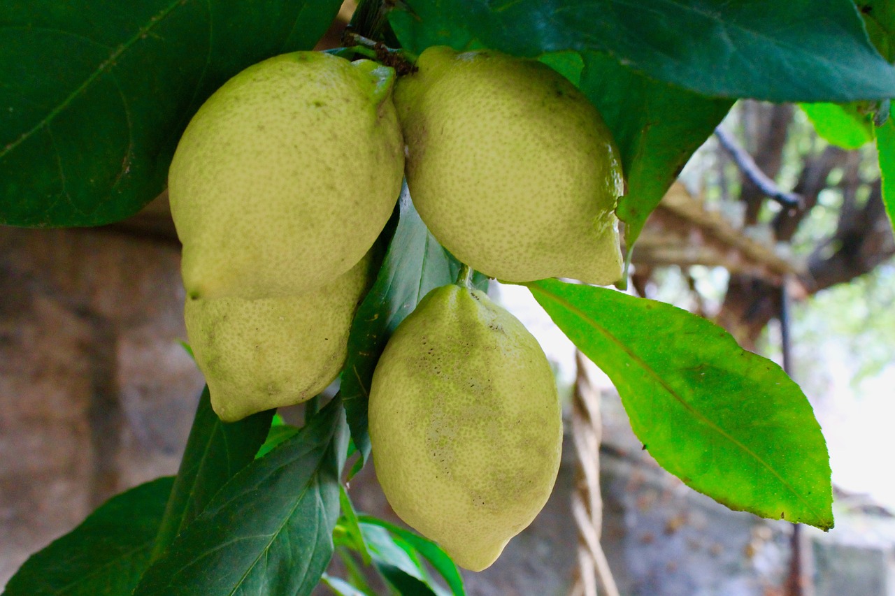 lemon  fruit  food free photo