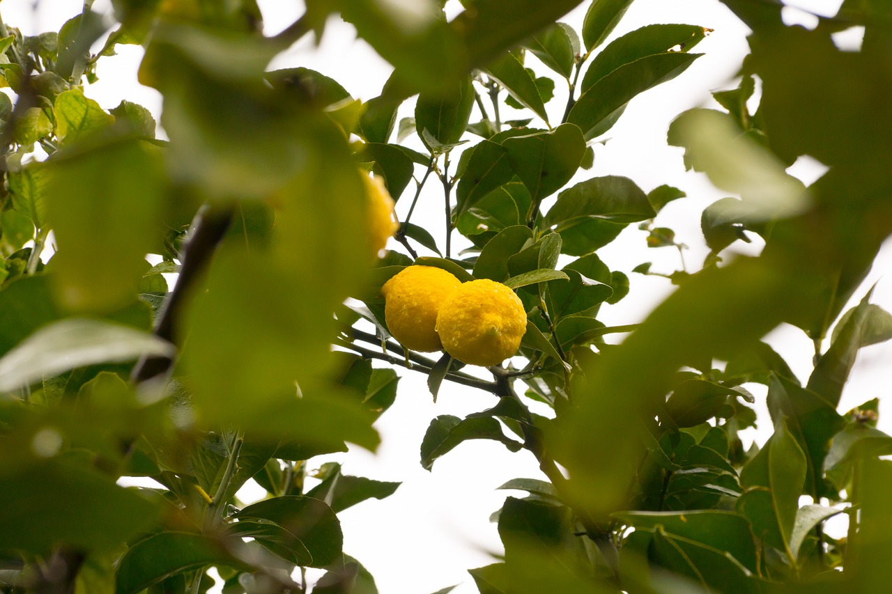 lemon lemon tree fruit free photo