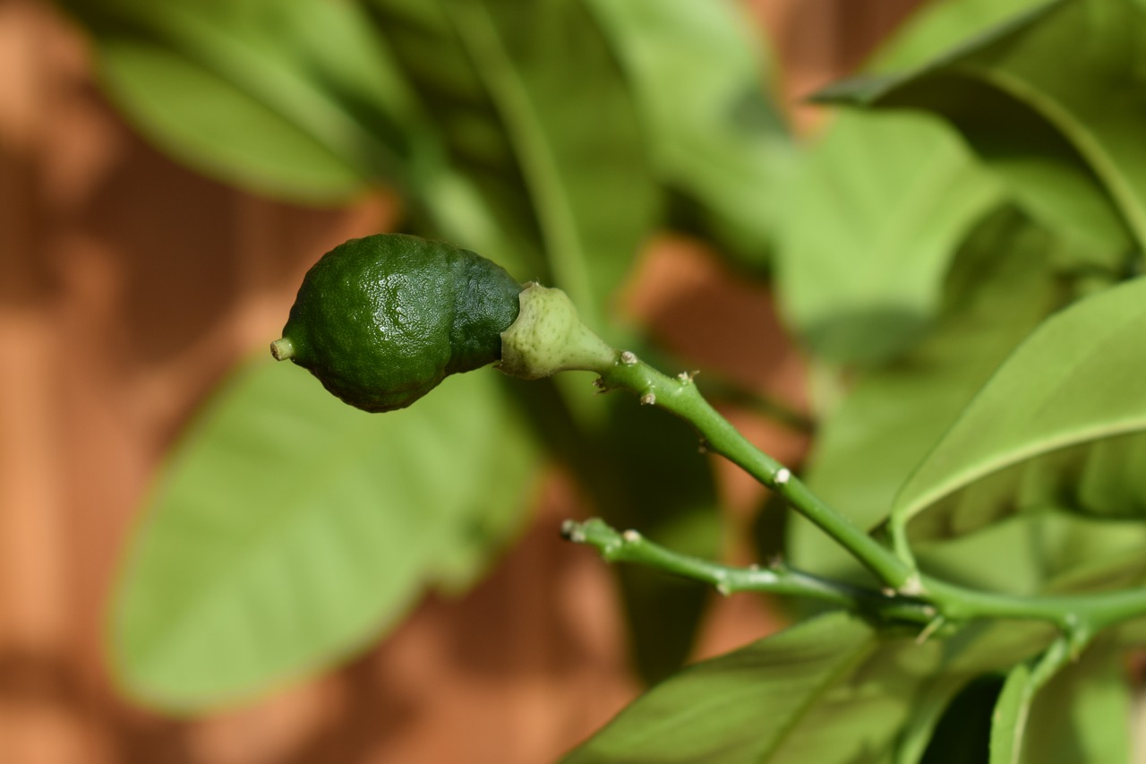 lemon  young  green free photo