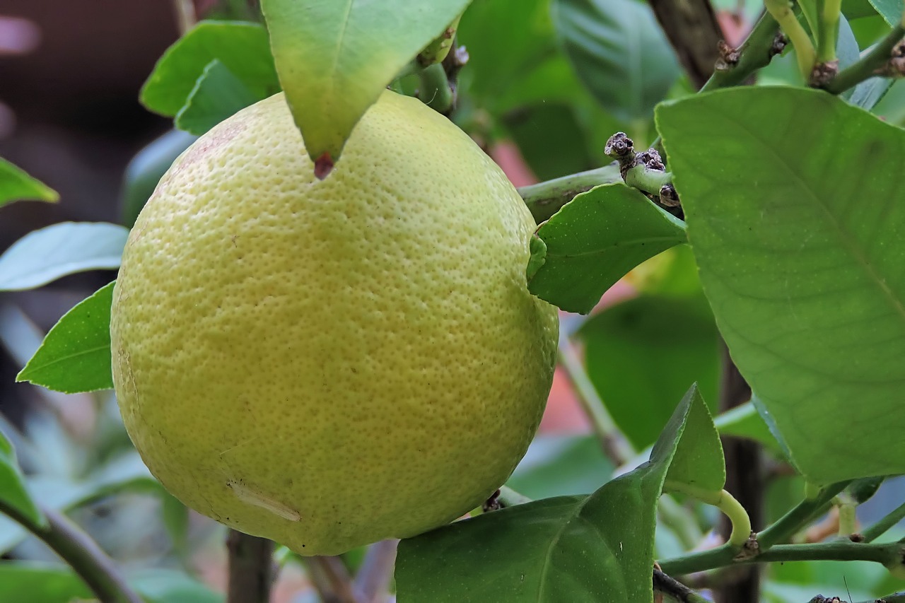 lemon  lemon tree  leaves free photo