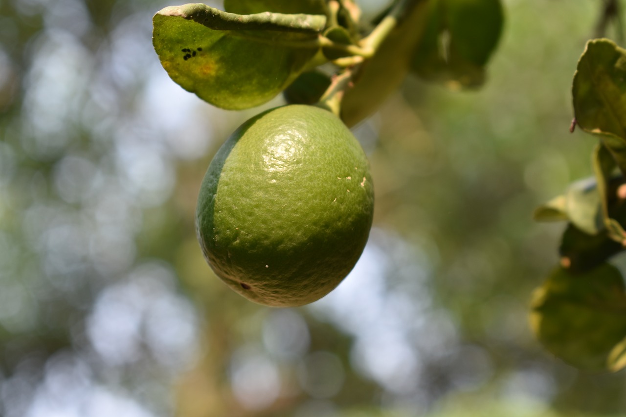 lemon  fruit  vitamin free photo