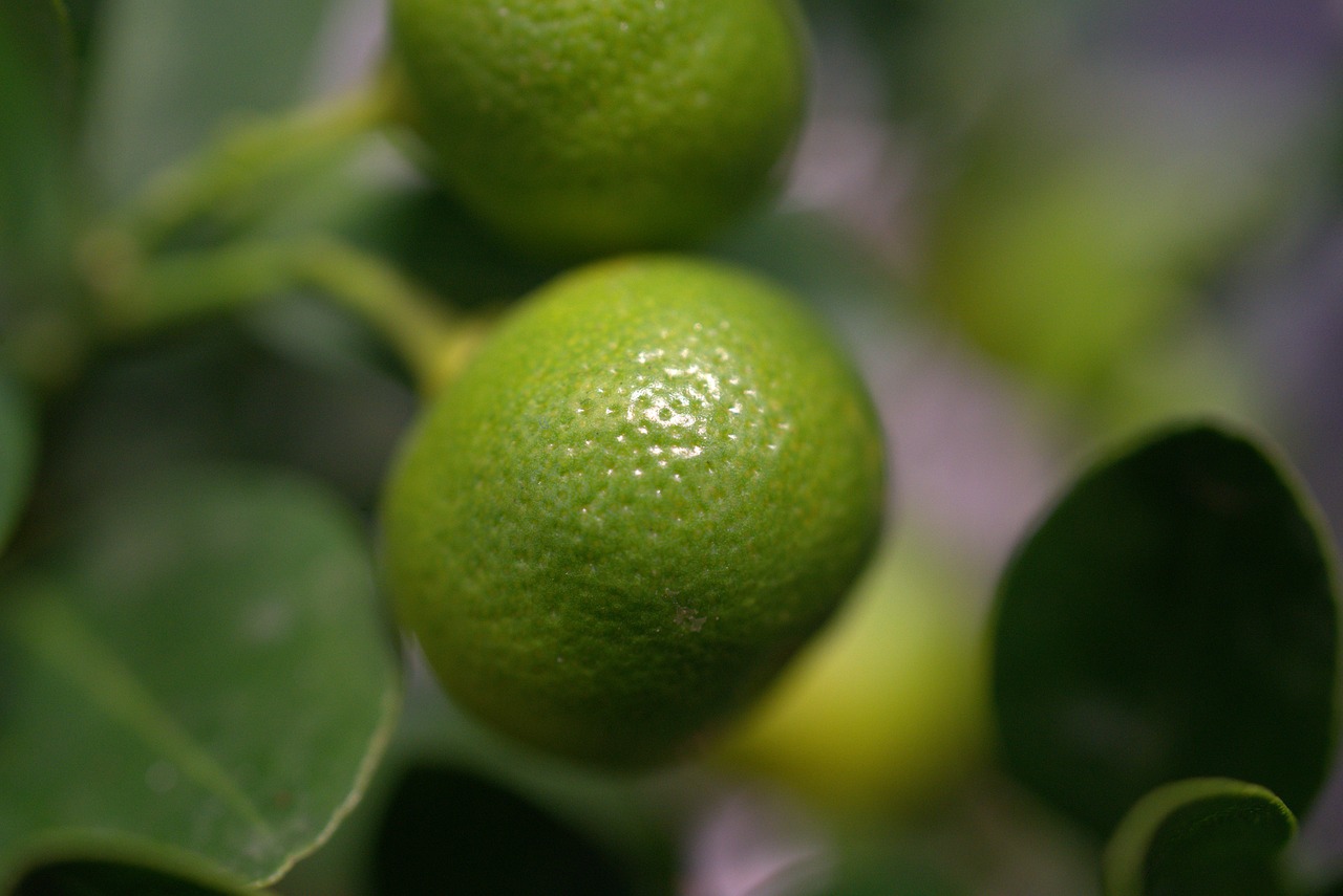 lemon  citrus fruit  fresh free photo