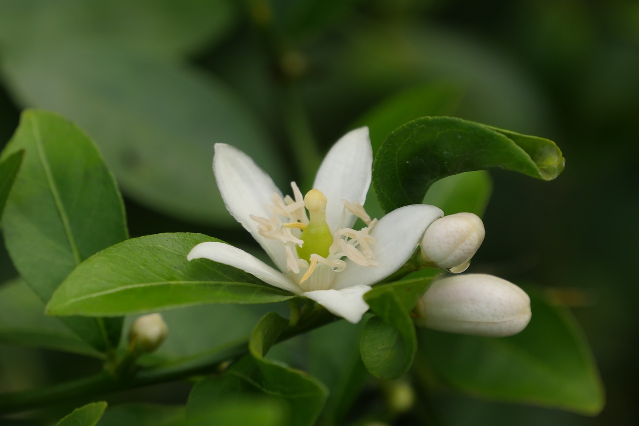 lemon  flowers  nature free photo