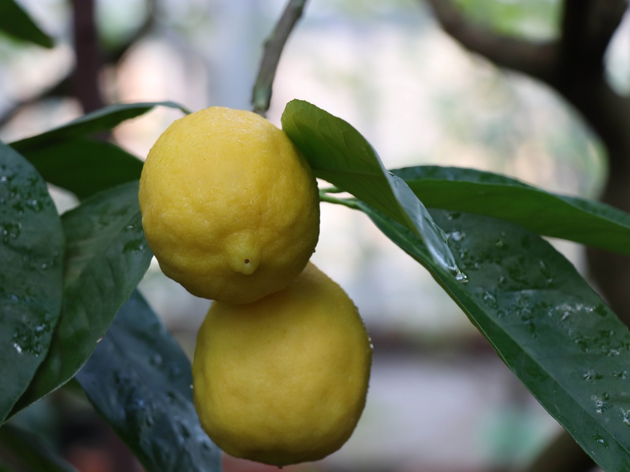 lemon  citrus  food free photo