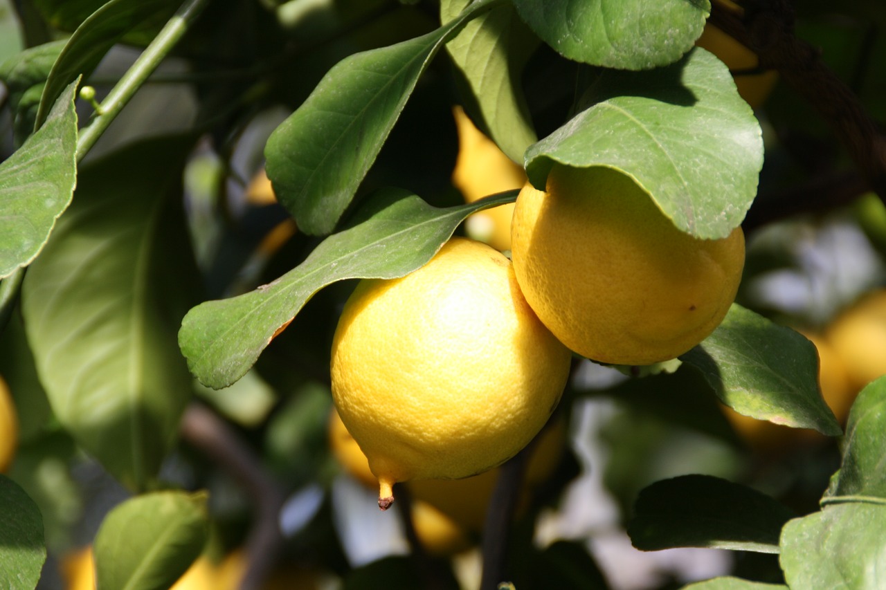lemon  tree  plant free photo