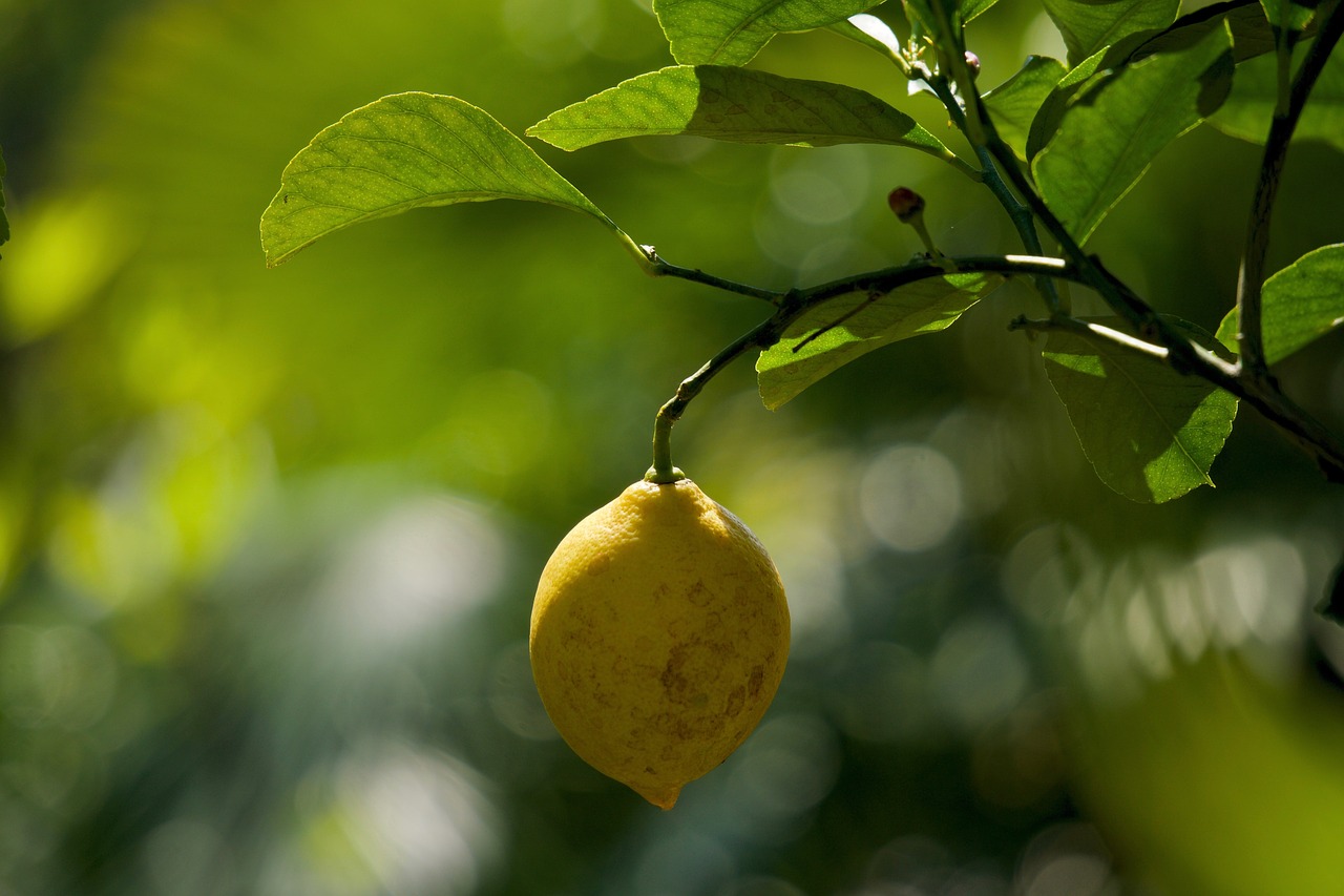 lemon  limone  citrus limon free photo