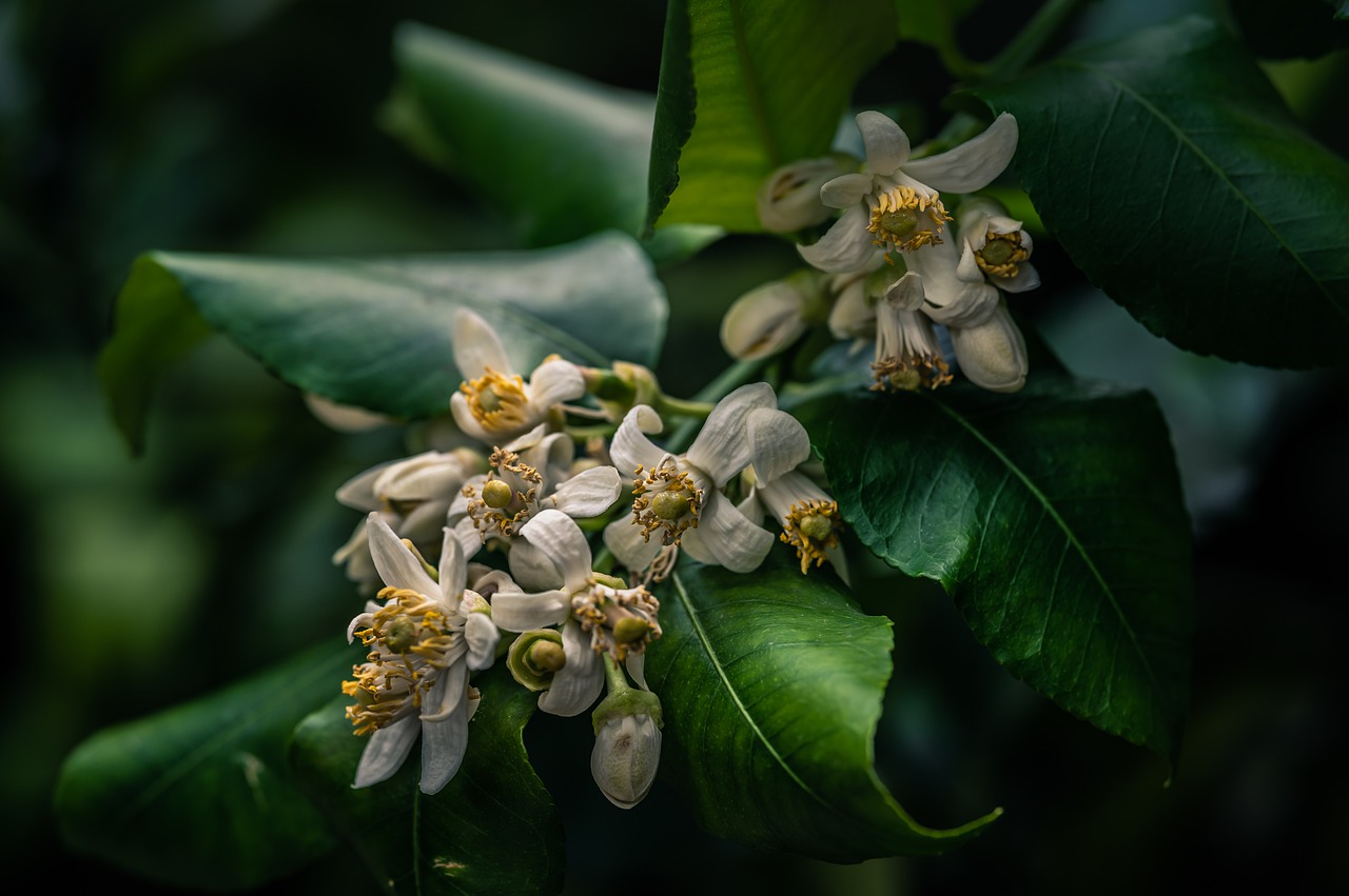 lemon  flower  garden free photo