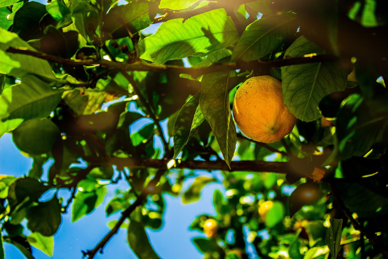 lemon  tree  citrus free photo