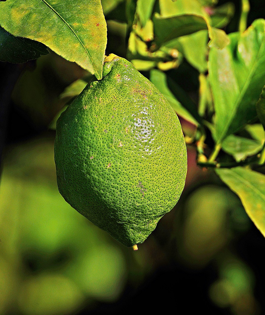 lemon  citrus fruit  citrus fruits free photo