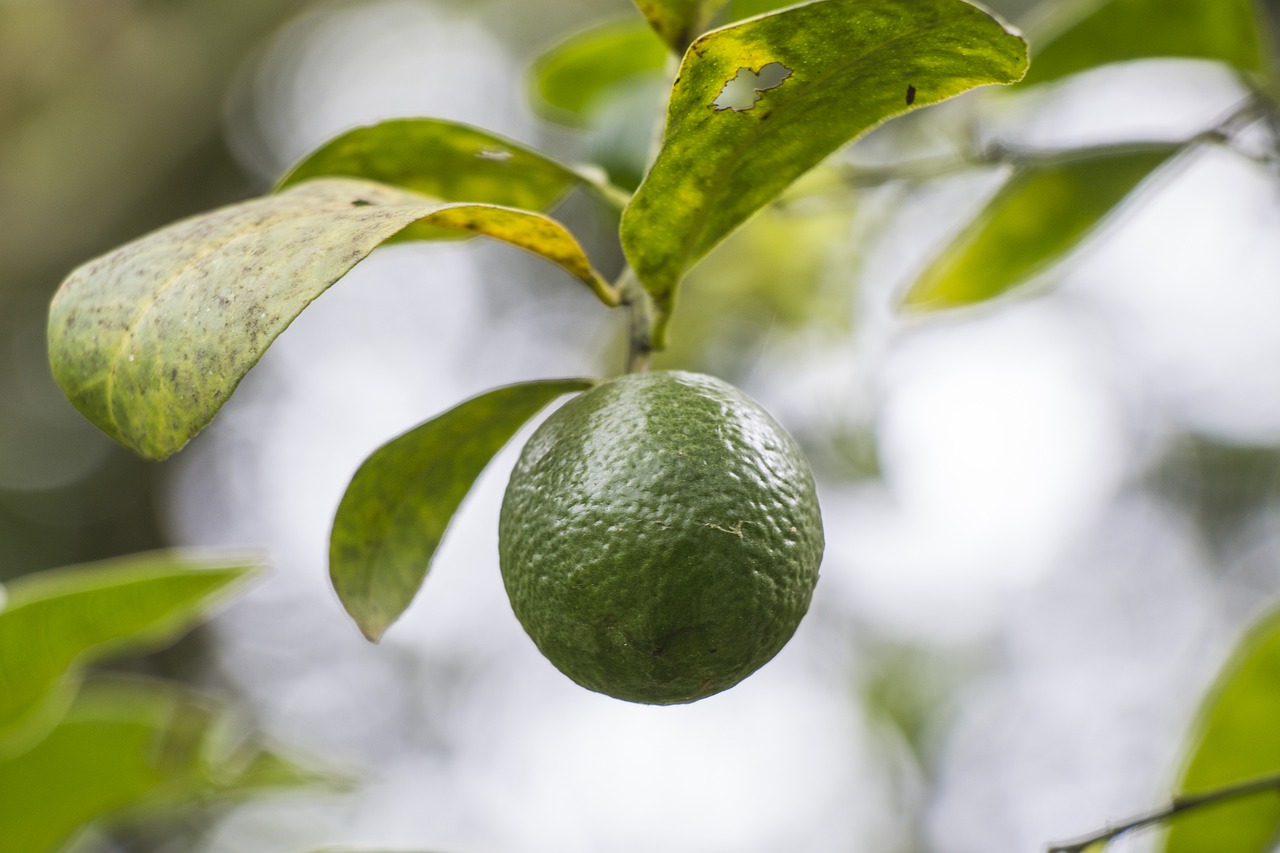 lemon  tree  plant free photo