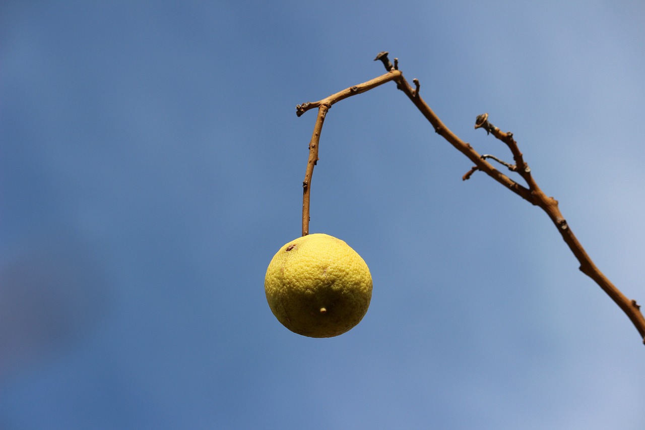 lemon branch sky free photo