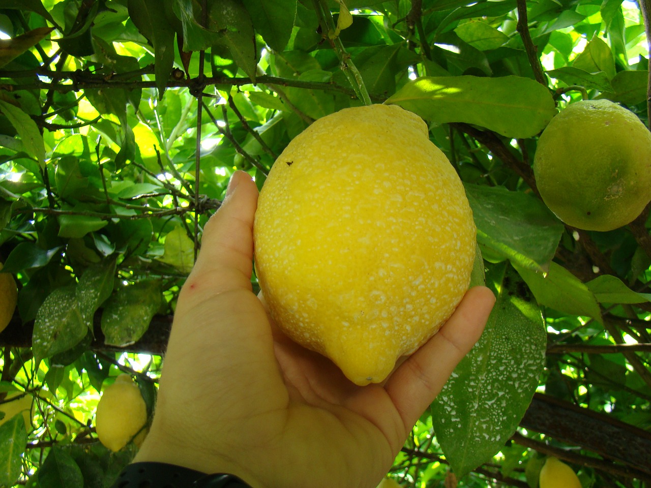 lemon fruit yellow free photo