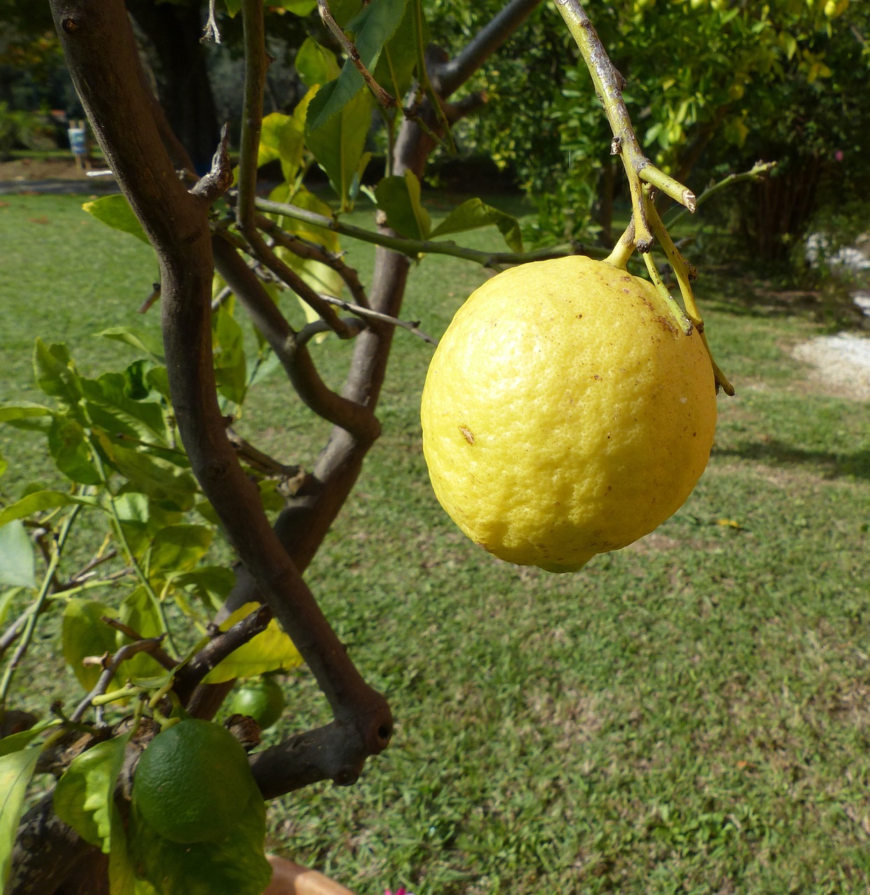 lemon lemon tree italy free photo