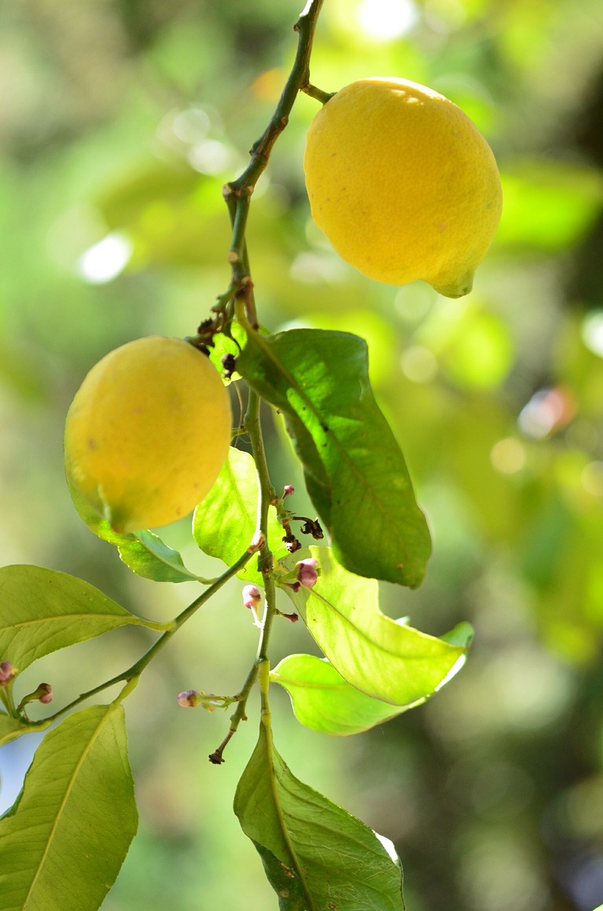lemon vitamins citrus fruits free photo