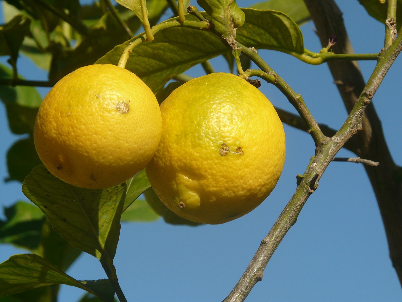 lemon fruit yellow free photo