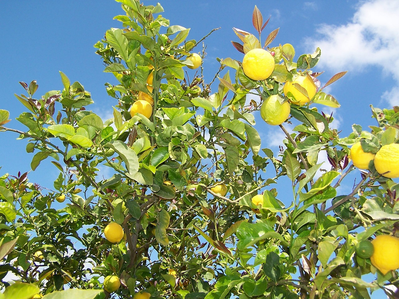 lemon lemon tree fruit free photo