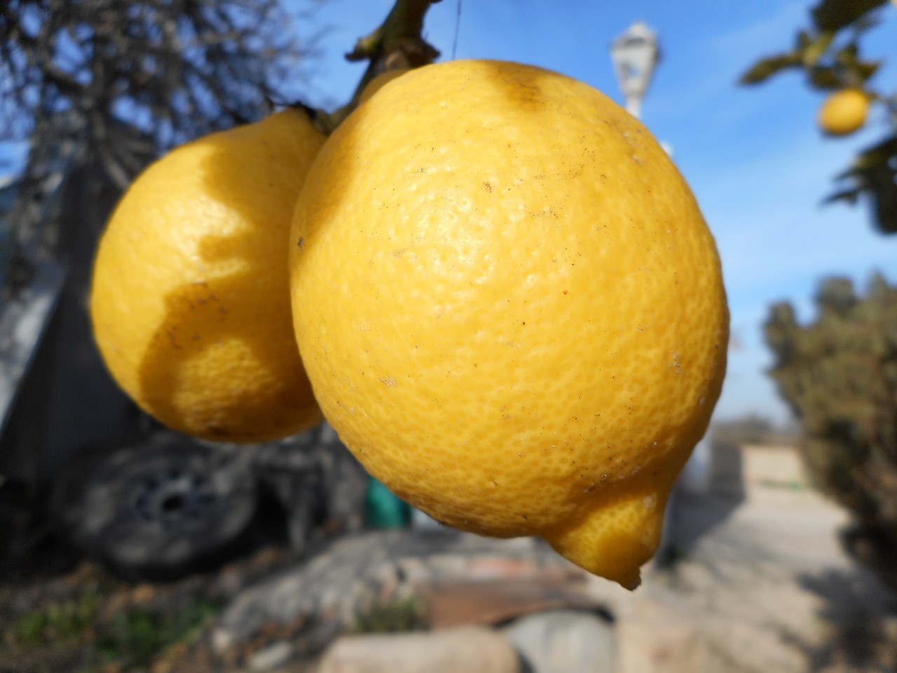 lemon fruit mediterranean free photo