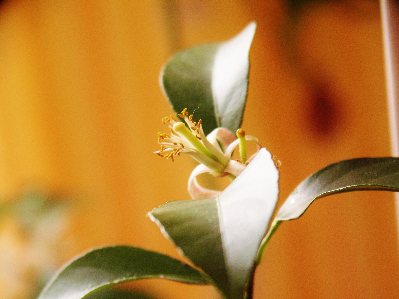 lemon tree citrus fruits free photo