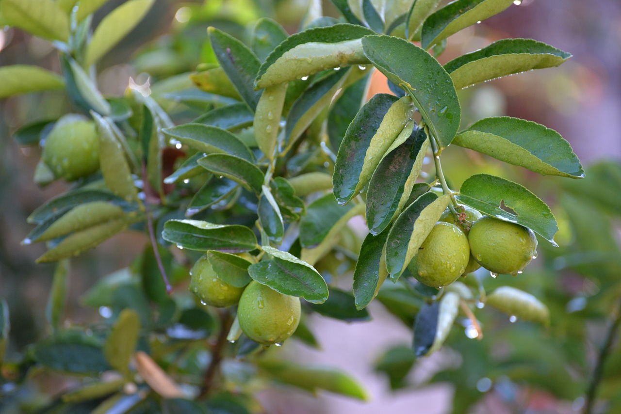 lemon lime green free photo