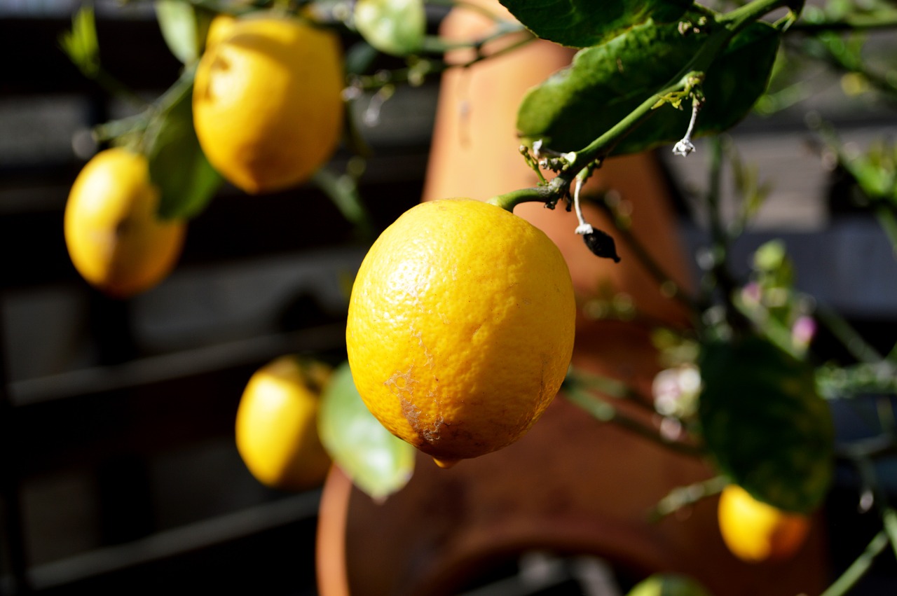 lemon tree fruit free photo