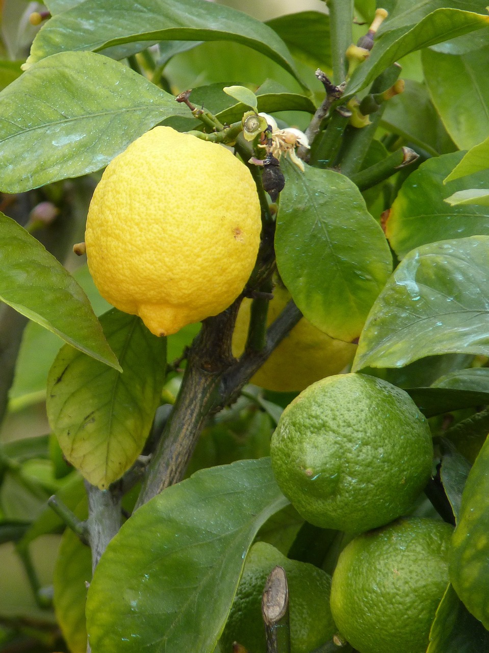 lemon yellow green free photo