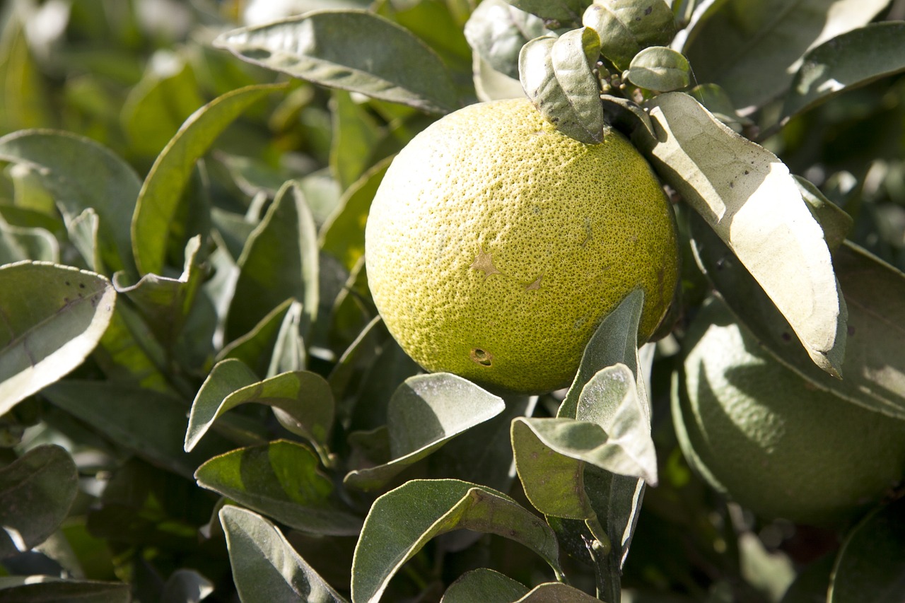 lemon tree citrus fruits free photo