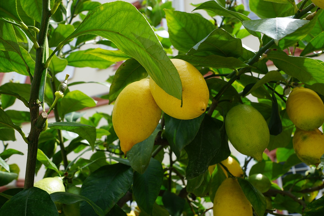 lemon tree green free photo