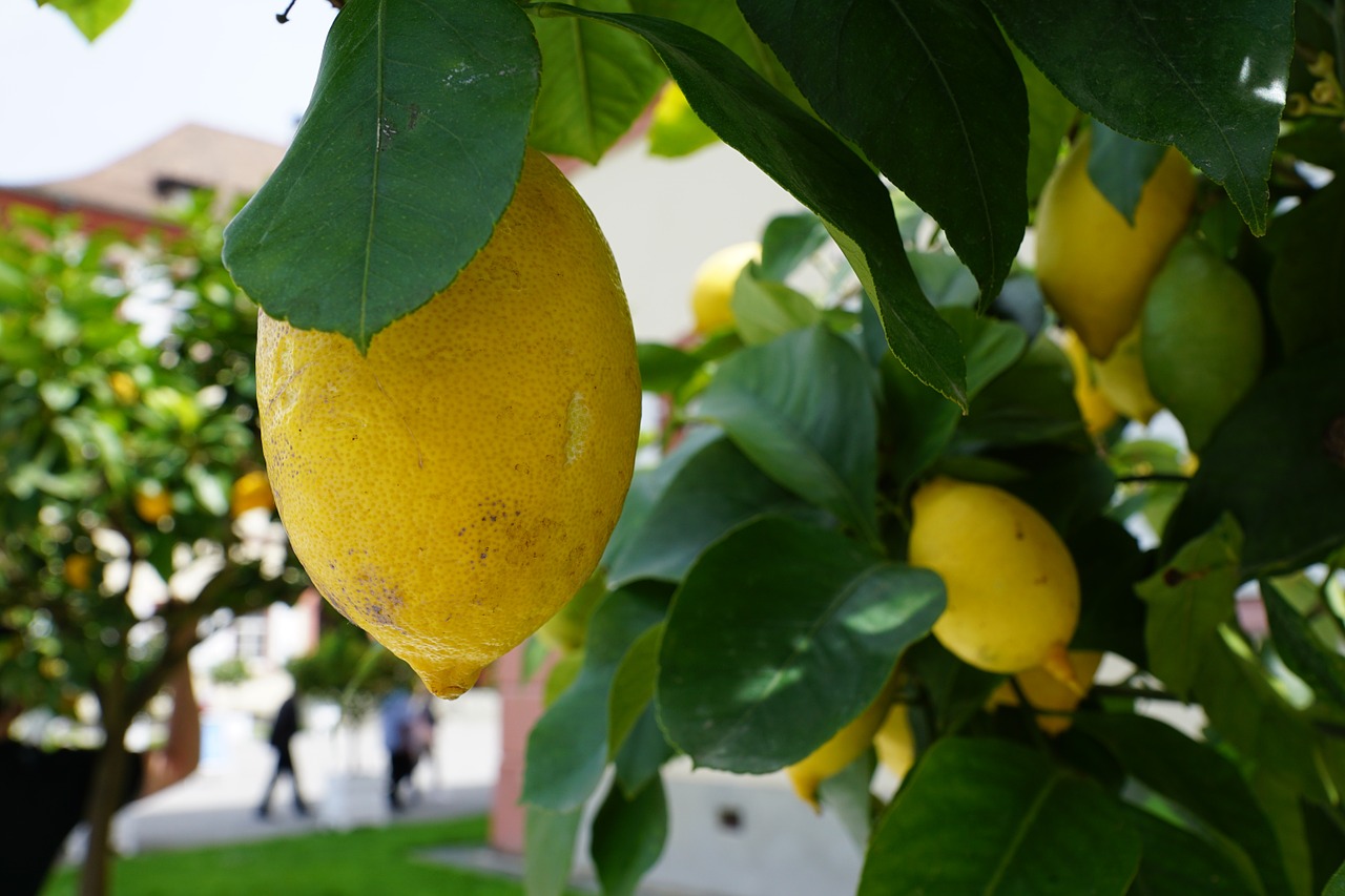 lemon tree green free photo