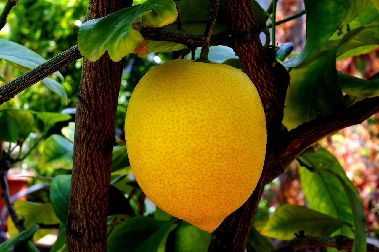 lemon citrus fruit limone free photo