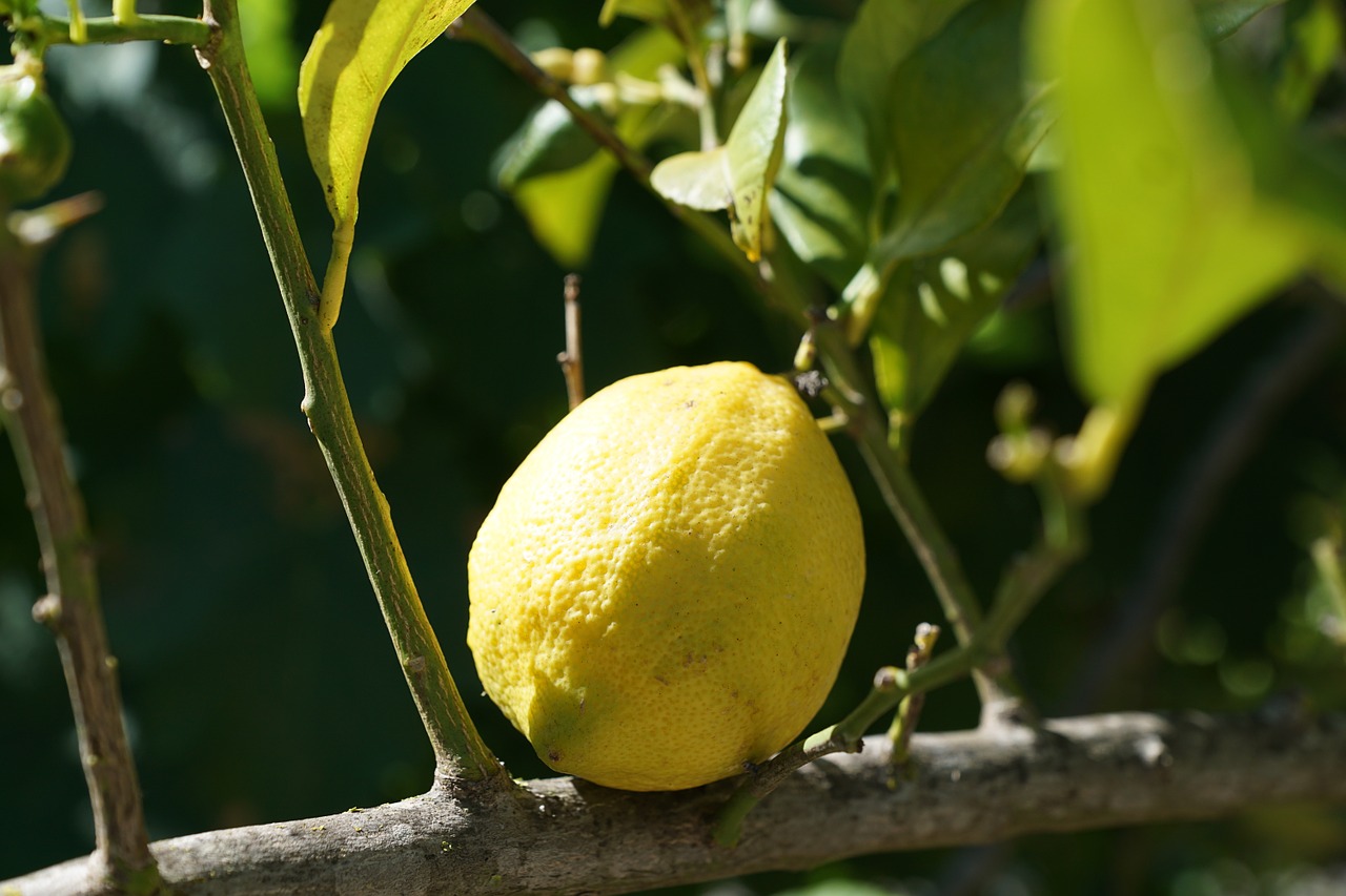 lemon citrus tree free photo