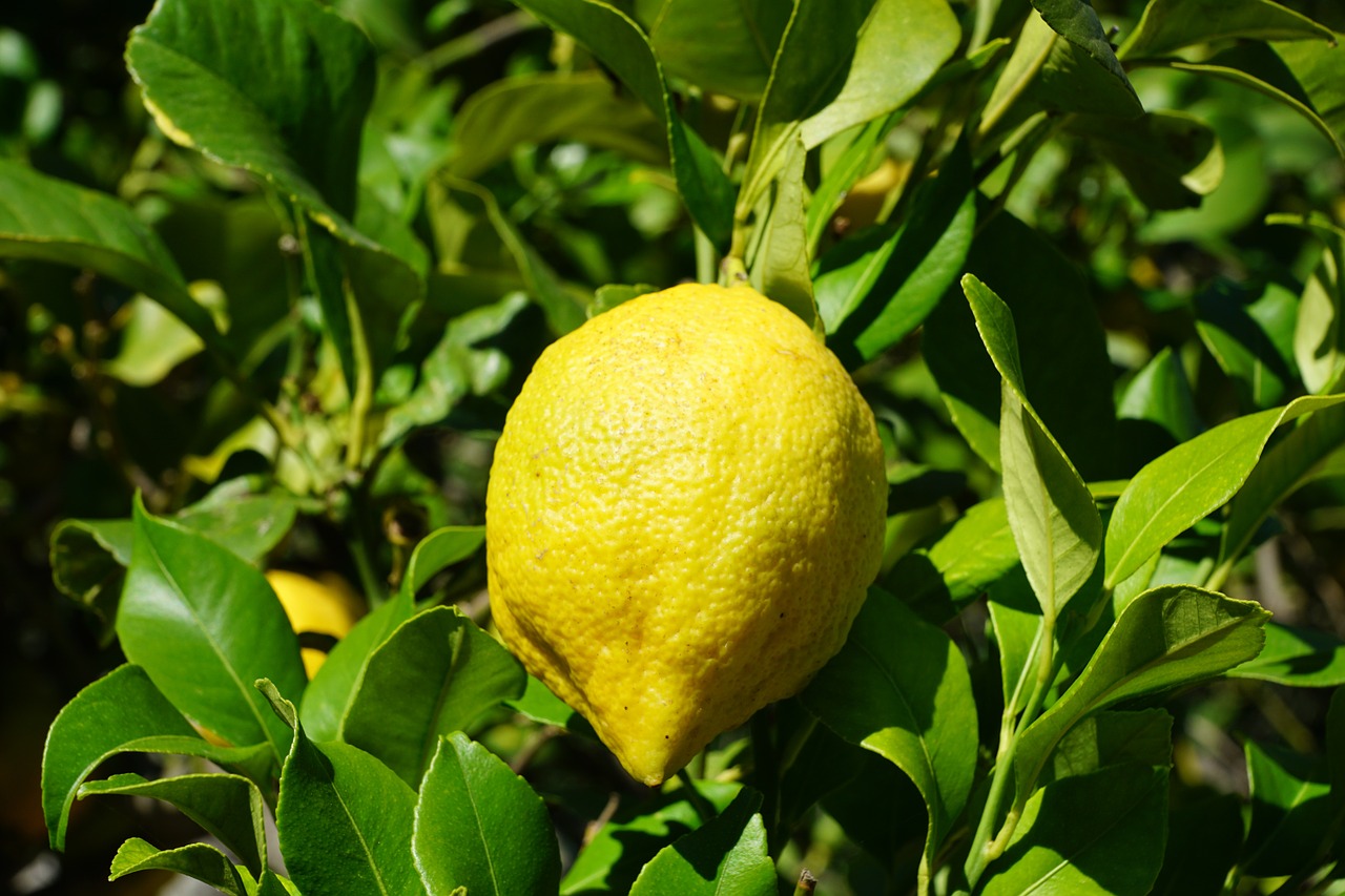 lemon citrus tree free photo