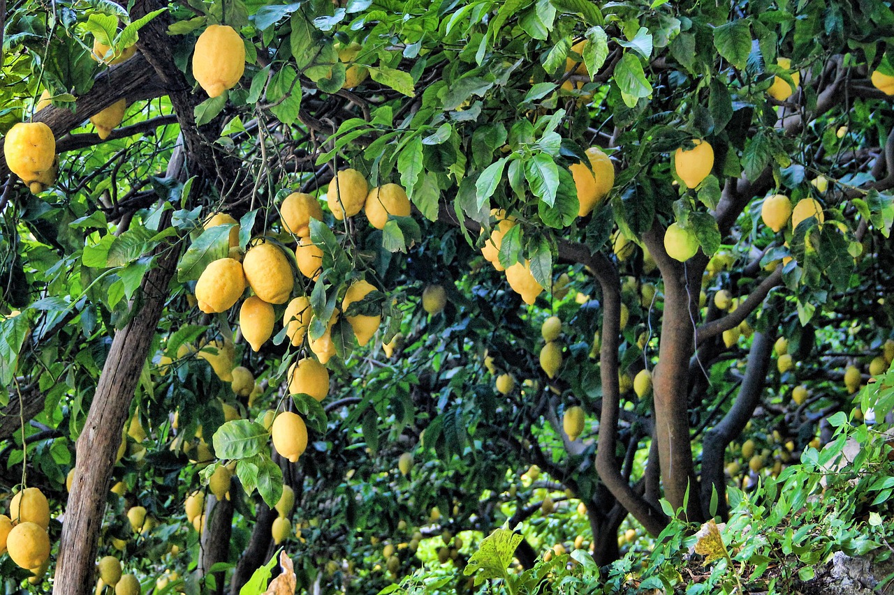 lemon lemon tree tree free photo