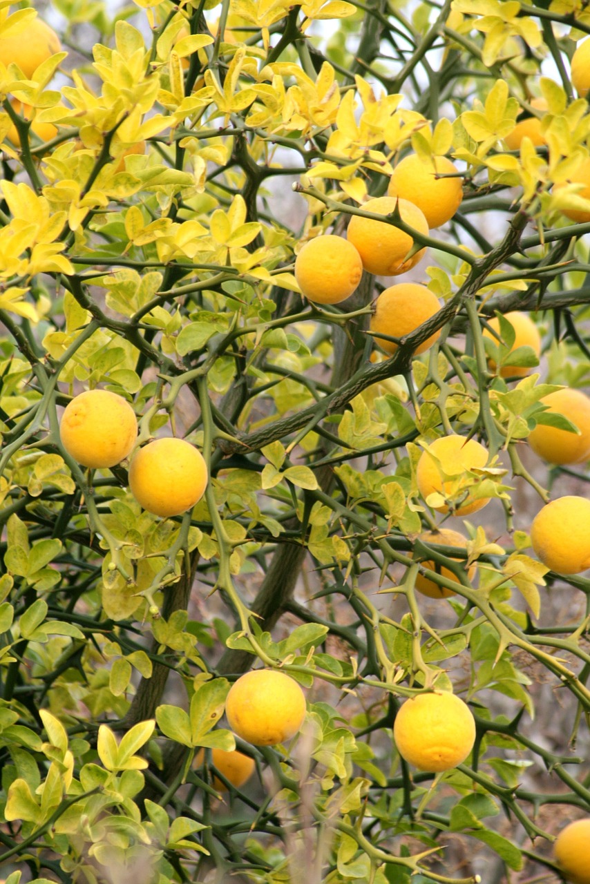 lemon citron with lemon free photo