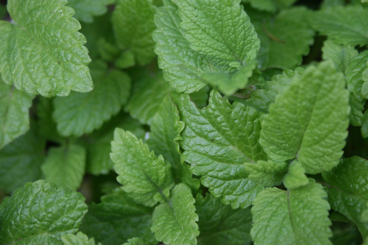 lemon balm garden herbs free photo