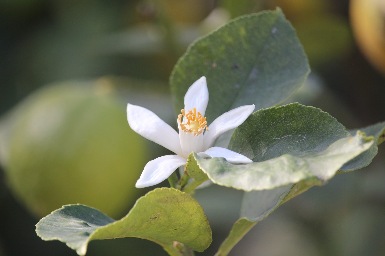 lemon blossom nature blossom free photo