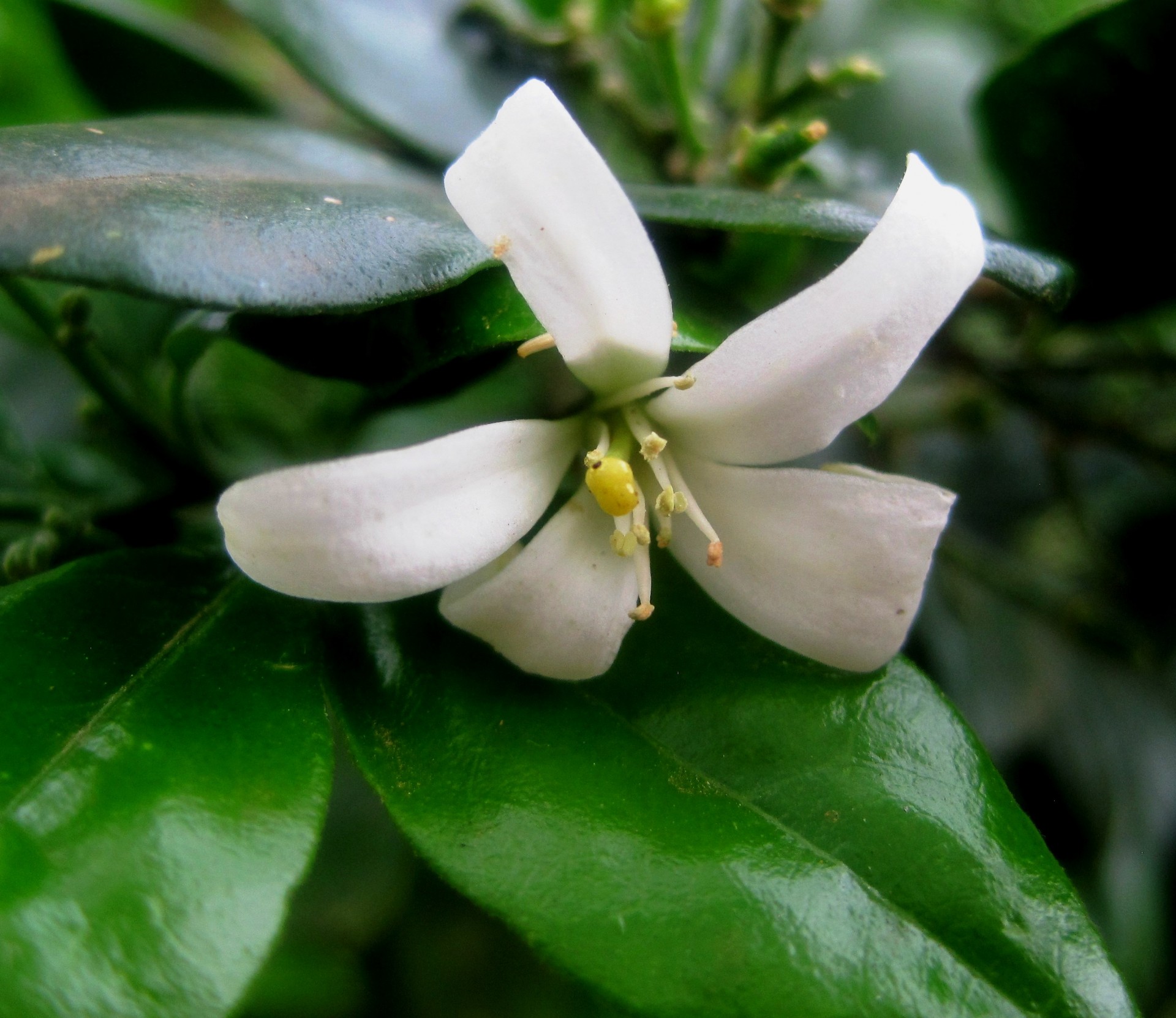 flower blossom lemon free photo