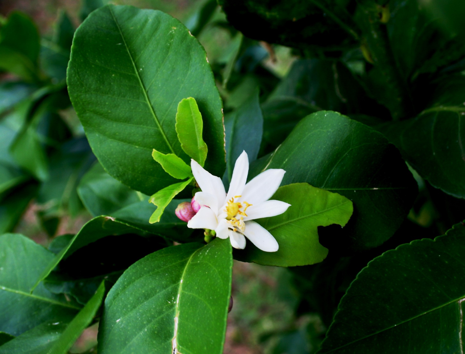 blossom white delicate free photo