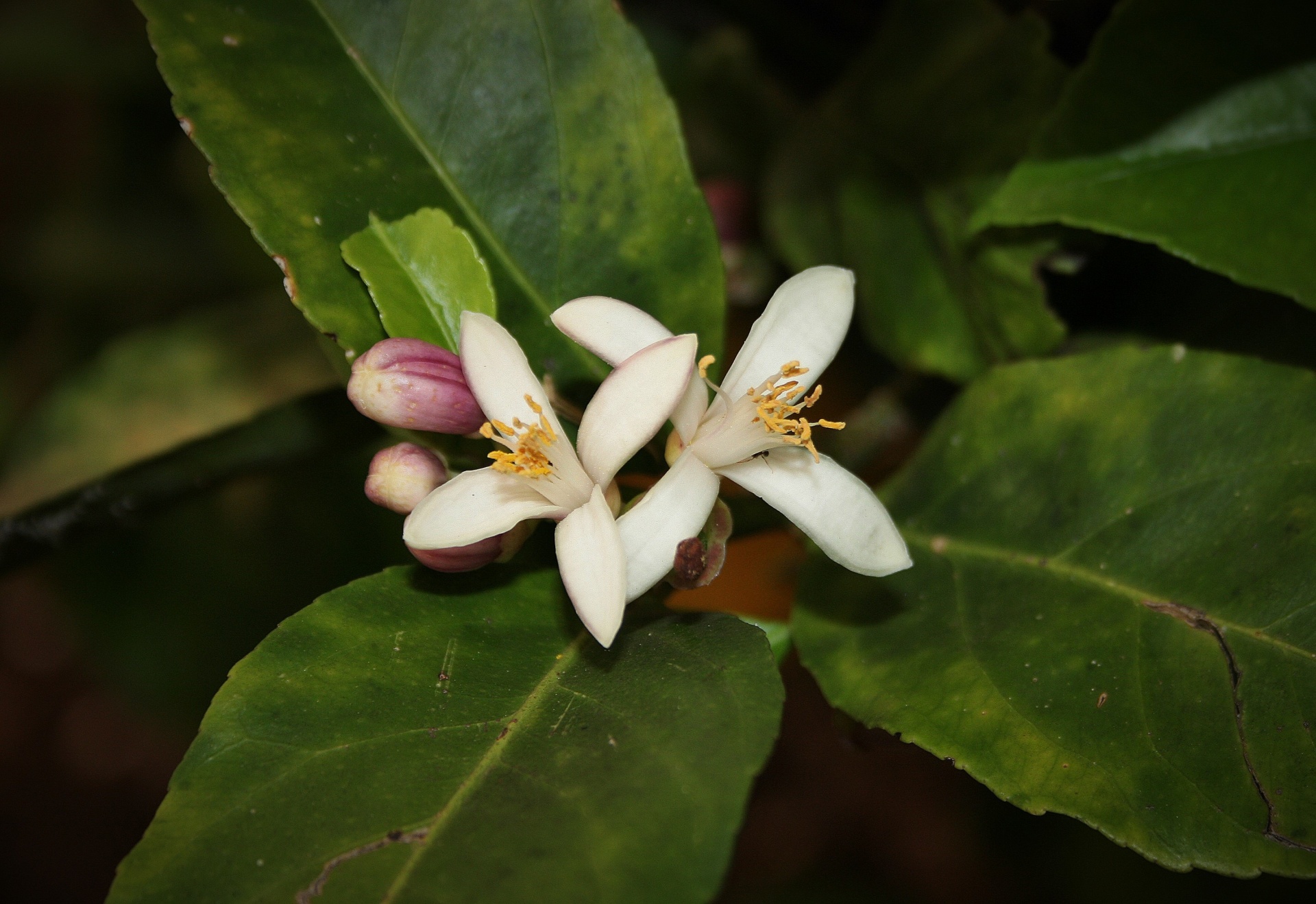 flower blossom lemon free photo