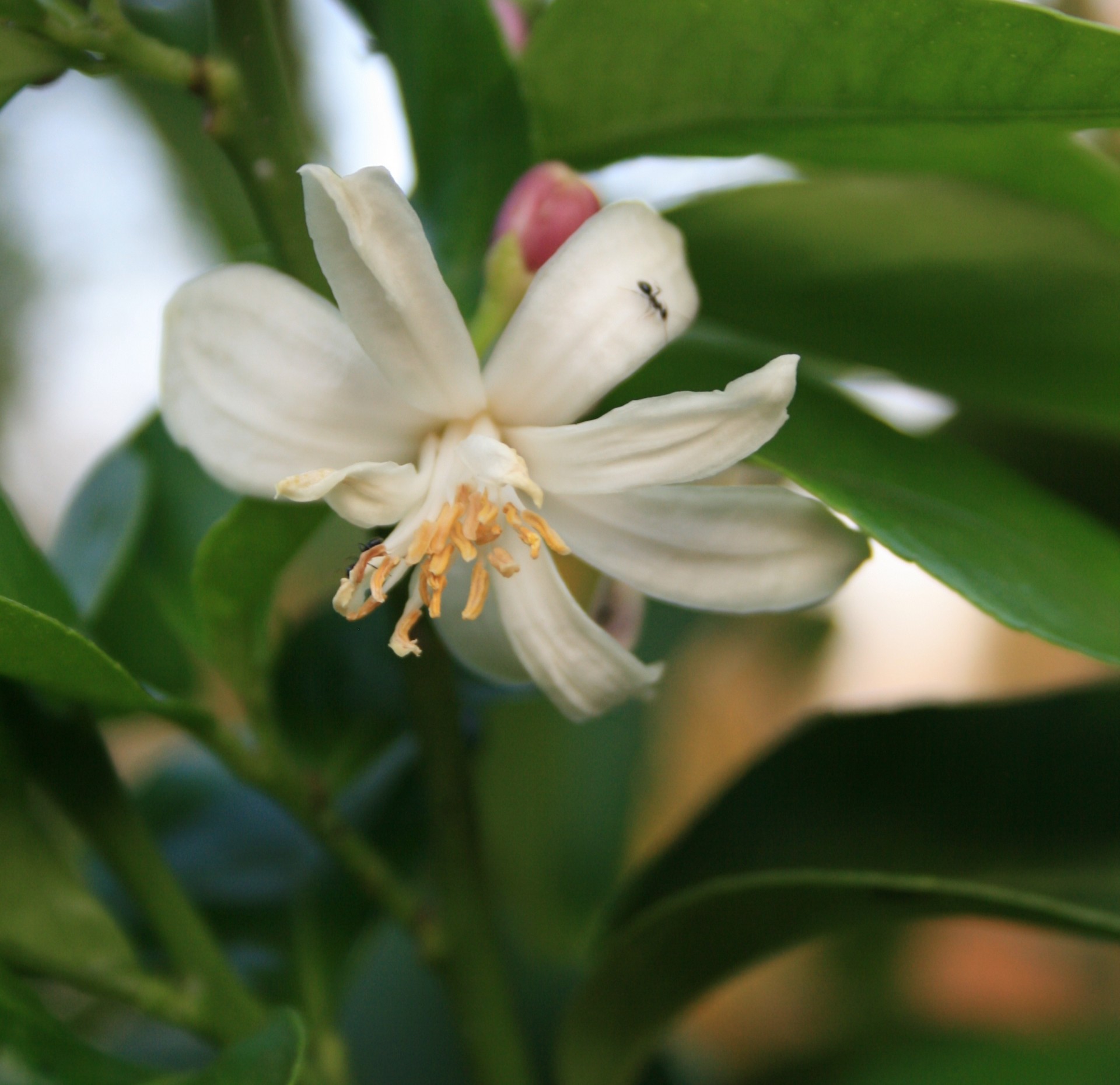 flower blossom small free photo