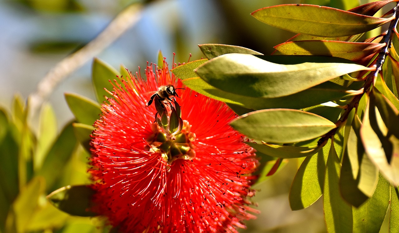 lemon bottlebrush callistemon citrinus flower free photo