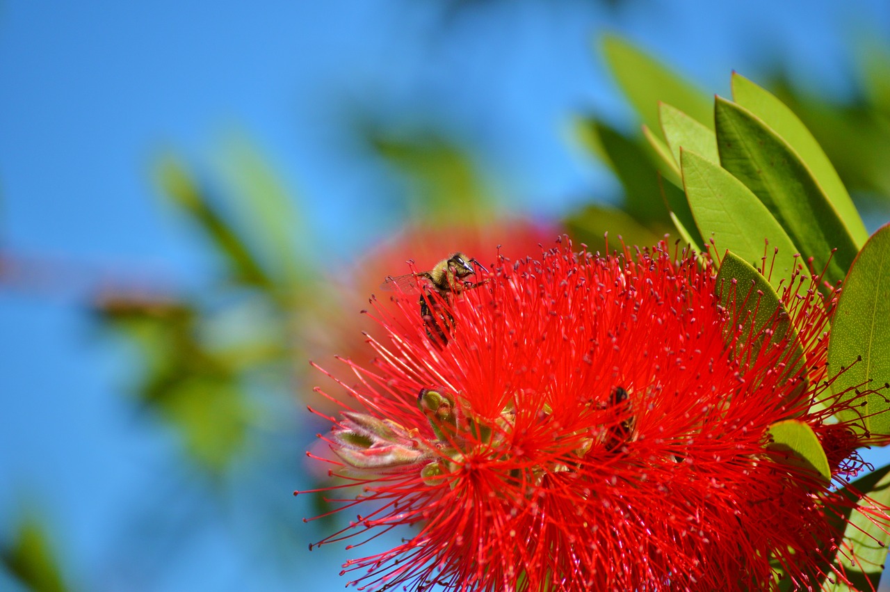 lemon bottlebrush callistemon citrinus flowers free photo