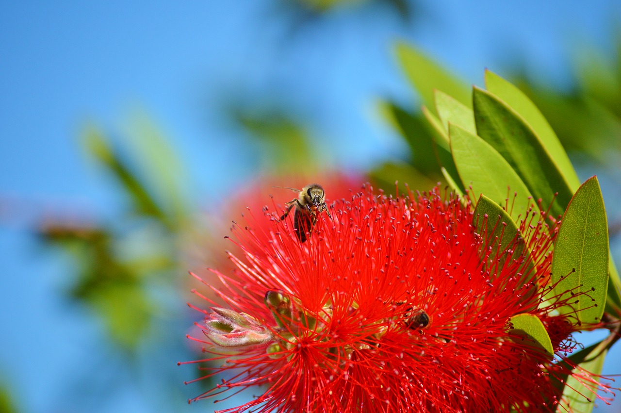 lemon bottlebrush callistemon citrinus flowers free photo