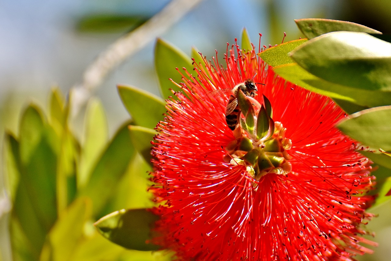 lemon bottlebrush callistemon citrinus flower free photo