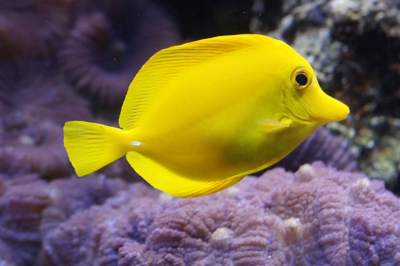 lemon doktorfisch surgeonfish bright yellow free photo